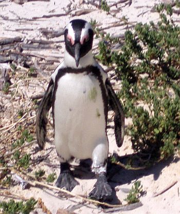 African Penguin Feet