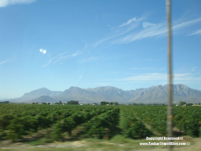 Vineyards of South Africa